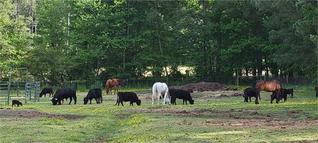 Tradiational Registered heifers and cows