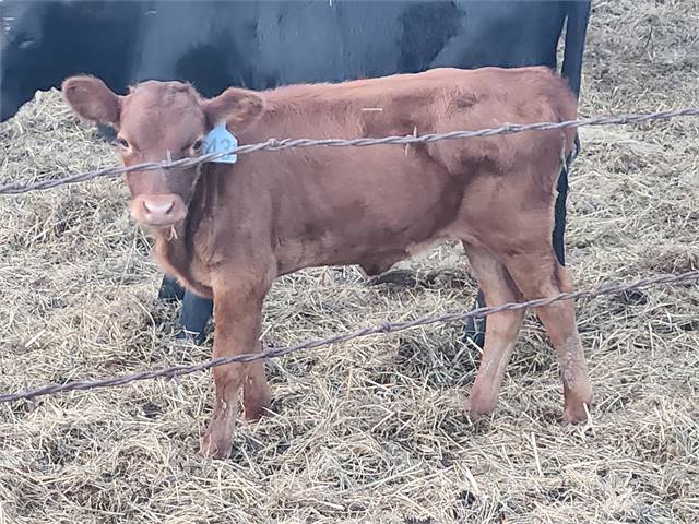 A2A2 Red Homozygous Dun Certified Registered Dexter Heifer (Shome Manon)