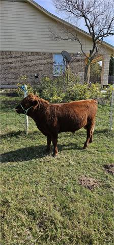 Red Hetero Polled A2A2 Registered Bull