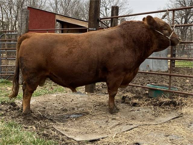 Red Homozygous Polled Bull - Son of ESF Powerball - (ESF Irish Rover)