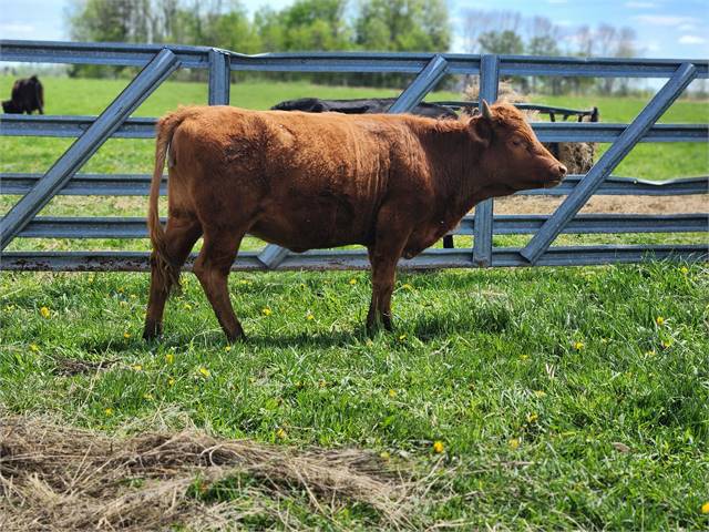 Red Carries Dun Horned Heifer Exposed to Bull (Grandma's Myrcella Baratheon)