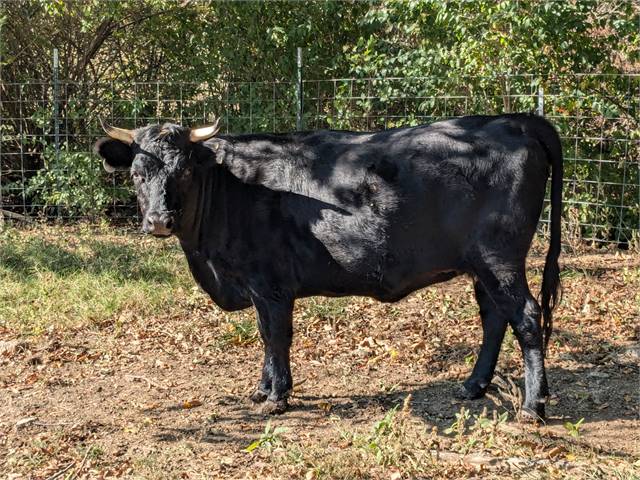 PDCA registered heifer