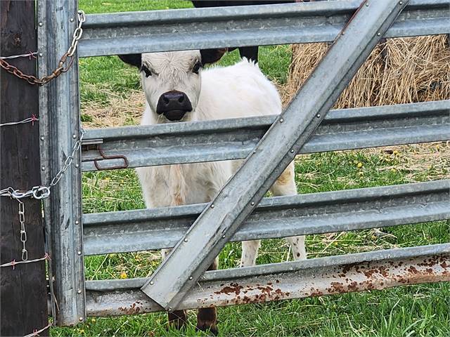 White Dexter Cross Bull Calf (Dexter X Miniature Jersey X Mini Zebu) 