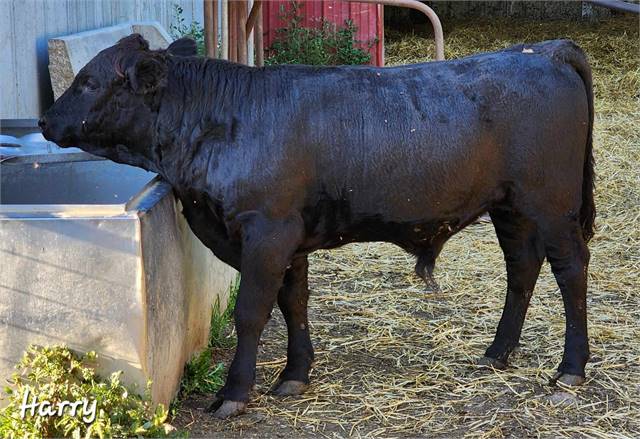 Black, Polled Dexter Steer