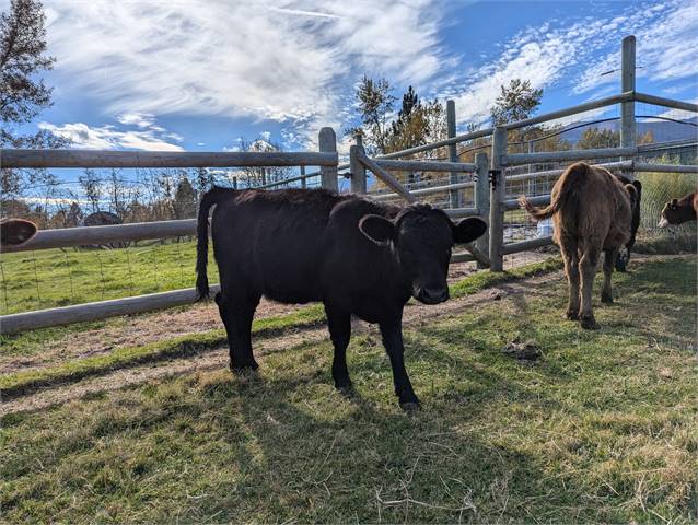 PDCA Registered Certified Heifer