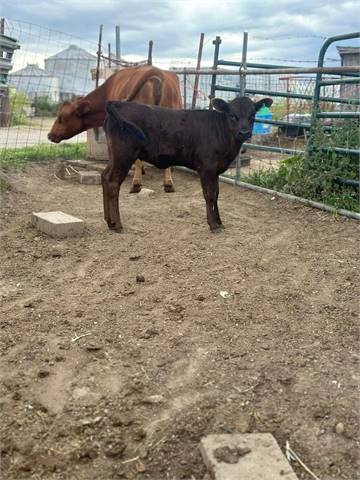 Black Polled Dexter Heifer Carries Wild Red (Grandma's Calla Blackfyre)