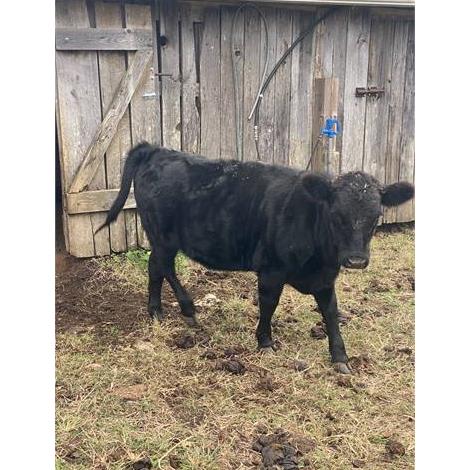 Merri Belle - Black Heifer 1/2024 Newport, TN