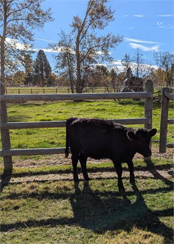 PDCA Registered Certified Heifer