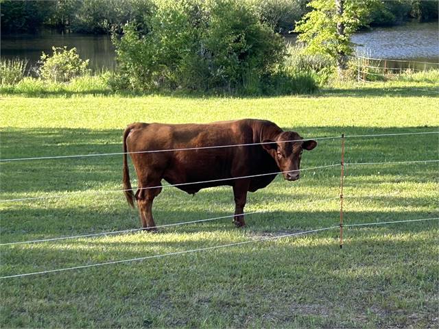 ADCA Registered 3 year-old Bull