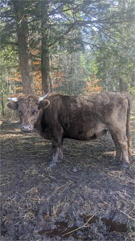 Registered 2.5 Year Old Cow Chondro+ Friendly