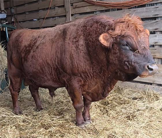 Red Polled Triple Registered Dexter Bull for Sale! (LRP Connor McLoud)