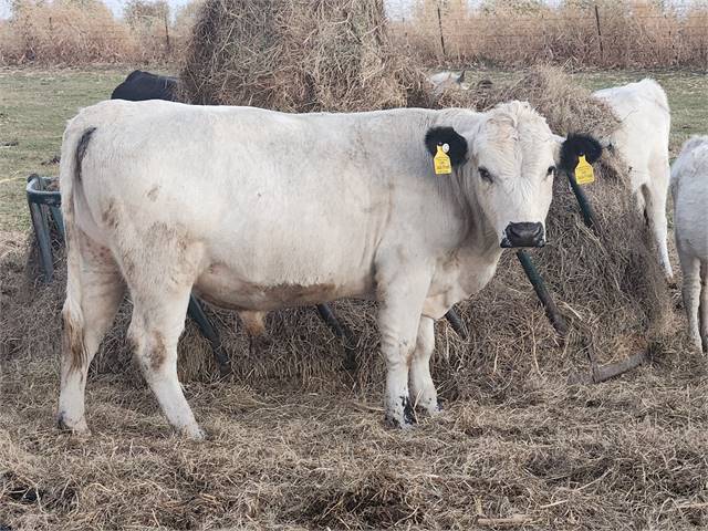 Registered Homozygous White Heterozygous Polled Breeding Bull