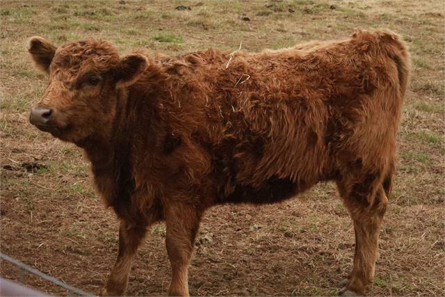 Dexter Polled Dun heifer from Belle line