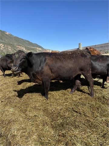 Bred Dexter Heifer 