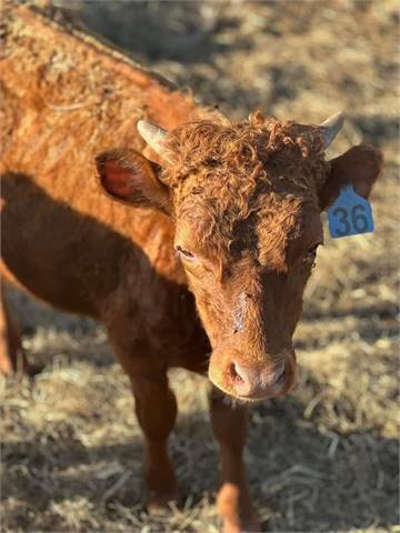 Red Horned Yearling Bull (E+/E+ b/b) Homozygous Red Homozygous Dun LOW BIRTHWEIGHT (Shome The Money)