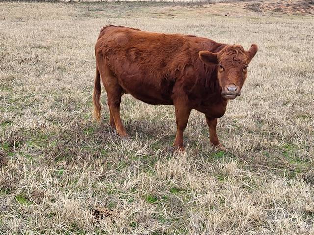 South Wind Ranch - Registered Cow for Sale (Expecting Calf this Spring)