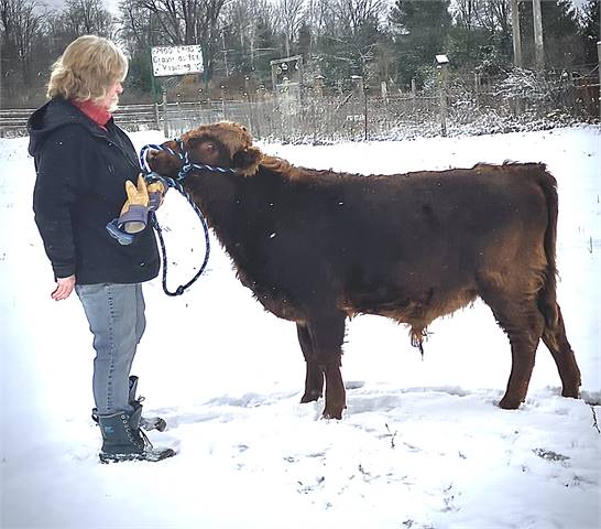 Lilac Lake Mandrake - ADCA Registered Dun Bull