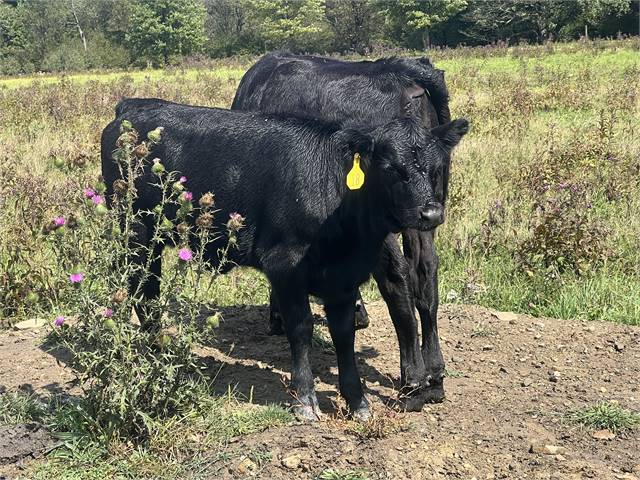 purebred heifers and Dexter cross