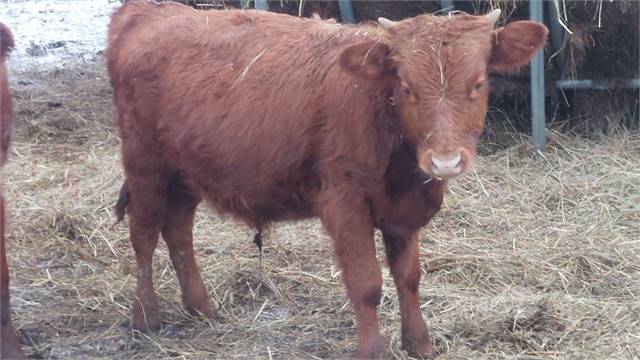 Spring 2024 Bull calf