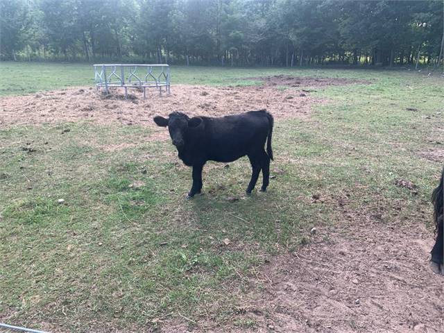 Dexter Heifer for sale 