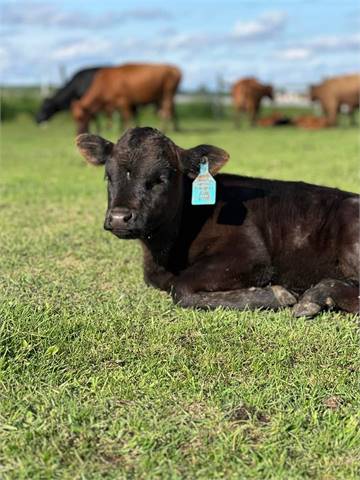 Black Horned Heifer, Carries Red and Dun, A2/A1 (Grandma's Alys Arryn)