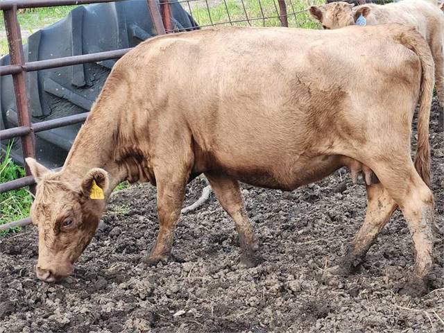 Dun Polled Young Cow, Carries Wild Red (Shome Jia 76)