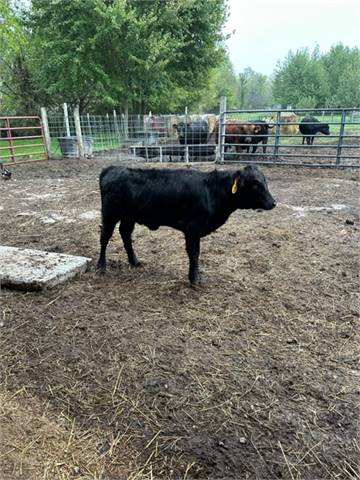 June Heifer calf