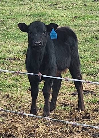 Black Horned Registered Heifer - Carries Red - Registry Certified (Grandma's Rowena Glover)