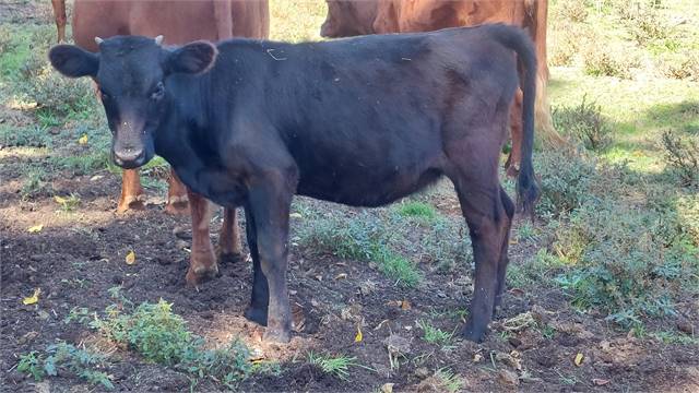 Celtic Glen Black Heifer to be ADCA registered