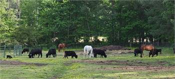 Tradiational Registered heifers and cows