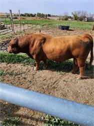 ADCA registered bull