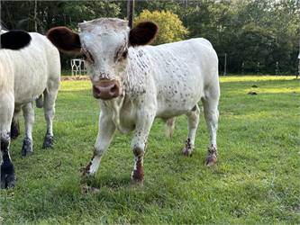 White w/ red freakles bull calve