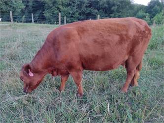 A2/A2 Registered Dexter Cow