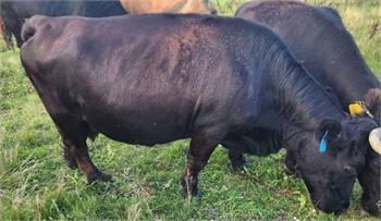 Black Carries Red and Dun, Chondro+ Dehorned Cow (Grandma's Bertha Blackfyre)