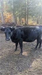 Registered 3 Year Old Cow Small Friendly