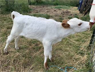 White dexter bull calf