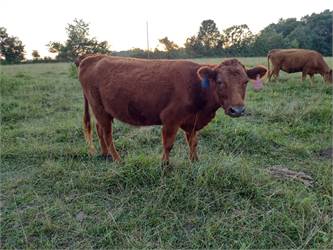 A2/A2 Registered Dexter Cow