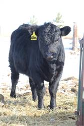 Dexter Bull For Sale!