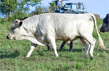 White Dexter bull - guaranteed white pattern calves