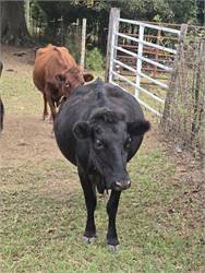 4.5yo Bred Cow