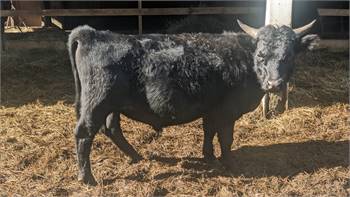 1.5 Year Old Bull NOT Breeding Quality