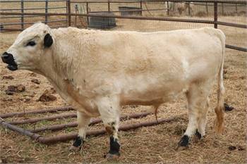 White Dexter Bull