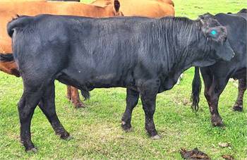 Black Polled Dexter Bull Carries Red and Dun with Recent Imported Genetics (Sultan, MacDuff...)