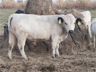 Registered Homozygous White Heterozygous Polled Breeding Bull