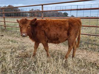 South Wind Ranch- Registered Heifer for Sale