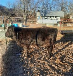 PDCA registered bull calf