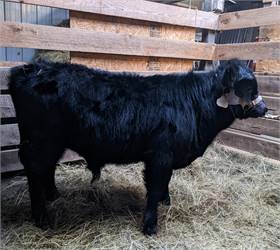 Irish Dexter Bull Calf