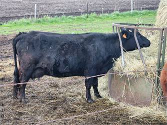 Black Dehorned Cow  (Grandma's Daena Blackfyre)