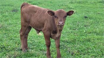 Purebred, polled Dexter bull calves