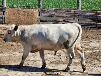 White Dexter Bull - Black Points - No Red or Dun - HOMOZYGOUS WHITE!